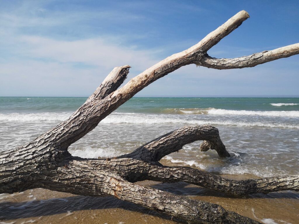 Particolare sulla spiaggia all'Isola di Varano